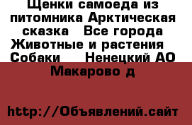 Щенки самоеда из питомника Арктическая сказка - Все города Животные и растения » Собаки   . Ненецкий АО,Макарово д.